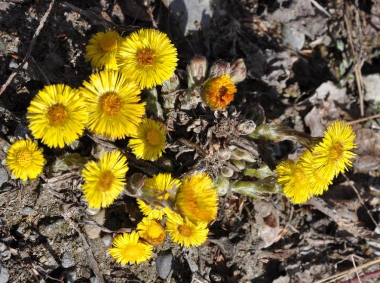 Tussilago farfara